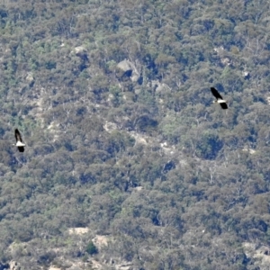 Threskiornis spinicollis at Paddys River, ACT - 19 Feb 2019 09:41 AM