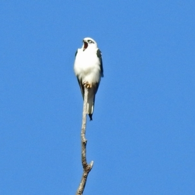 Elanus axillaris (Black-shouldered Kite) at Tharwa, ACT - 19 Feb 2019 by RodDeb