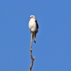 Elanus axillaris at Tharwa, ACT - 19 Feb 2019 09:35 AM