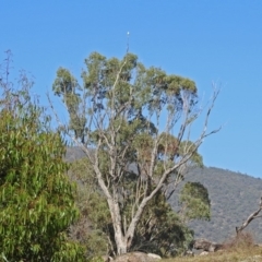 Elanus axillaris at Tharwa, ACT - 19 Feb 2019 09:35 AM