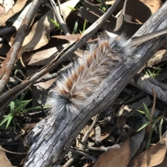 Anthela (genus) immature (Unidentified Anthelid Moth) at Googong Foreshore - 16 Feb 2019 by KellyMc