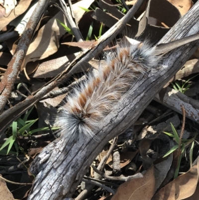 Anthela (genus) immature (Unidentified Anthelid Moth) at Burra, NSW - 17 Feb 2019 by KellyMc