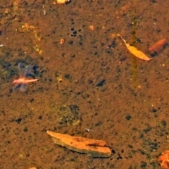 Diplacodes haematodes at Namadgi National Park - 19 Feb 2019 by RodDeb