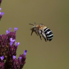 Amegilla sp. (genus) (Blue Banded Bee) at Gigerline Nature Reserve - 20 Feb 2019 by DPRees125