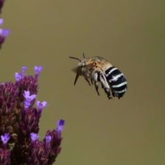 Amegilla sp. (genus) (Blue Banded Bee) at Tennent, ACT - 20 Feb 2019 by DPRees125