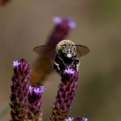 Amegilla sp. (genus) at Tennent, ACT - 20 Feb 2019