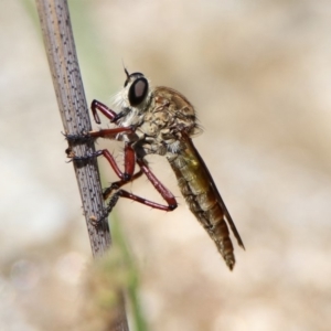 Colepia ingloria at Booth, ACT - 19 Feb 2019