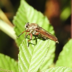 Colepia ingloria at Booth, ACT - 19 Feb 2019