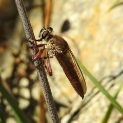 Colepia ingloria at Booth, ACT - 19 Feb 2019