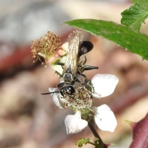 Sphecinae sp. (subfamily) at Booth, ACT - 19 Feb 2019