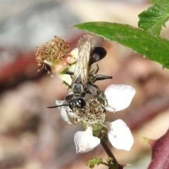 Sphecinae sp. (subfamily) (Unidentified Sand or Digger wasp) at Booth, ACT - 18 Feb 2019 by RodDeb