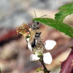 Sphecinae sp. (subfamily) at Booth, ACT - 19 Feb 2019