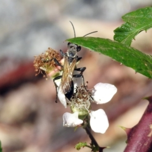 Sphecinae sp. (subfamily) at Booth, ACT - 19 Feb 2019