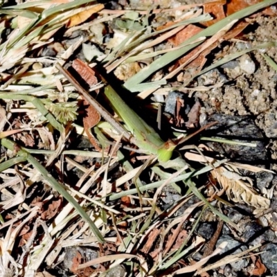 Acrida conica (Giant green slantface) at Tennent, ACT - 19 Feb 2019 by RodDeb