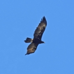 Aquila audax (Wedge-tailed Eagle) at Namadgi National Park - 18 Feb 2019 by RodDeb