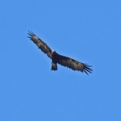 Aquila audax at Paddys River, ACT - 19 Feb 2019 10:01 AM