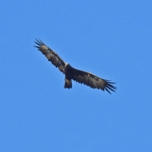 Aquila audax at Paddys River, ACT - 19 Feb 2019