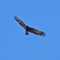Aquila audax at Paddys River, ACT - 19 Feb 2019