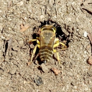 Bembix sp. (genus) at Booth, ACT - 19 Feb 2019 11:39 AM