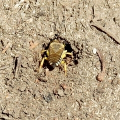 Bembix sp. (genus) at Booth, ACT - 19 Feb 2019