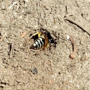 Bembix sp. (genus) at Booth, ACT - 19 Feb 2019 11:39 AM