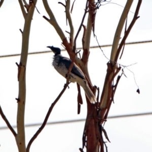 Philemon corniculatus at Tharwa, ACT - 19 Feb 2019 09:41 AM