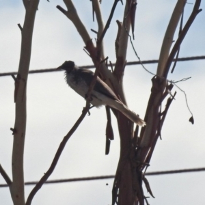 Philemon corniculatus at Tharwa, ACT - 19 Feb 2019 09:41 AM