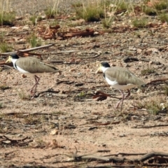 Vanellus miles (Masked Lapwing) at Paddys River, ACT - 19 Feb 2019 by RodDeb