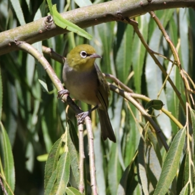 Zosterops lateralis (Silvereye) at Booth, ACT - 19 Feb 2019 by RodDeb