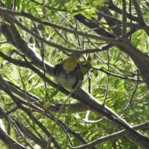 Zosterops lateralis at Booth, ACT - 19 Feb 2019