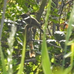 Caligavis chrysops at Tharwa, ACT - 19 Feb 2019 09:38 AM