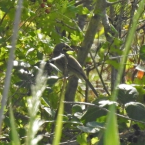 Caligavis chrysops at Tharwa, ACT - 19 Feb 2019 09:38 AM