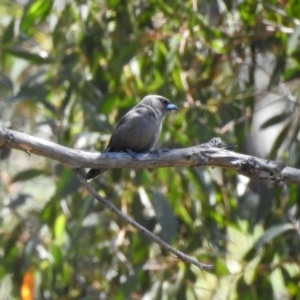 Artamus cyanopterus at Booth, ACT - 19 Feb 2019