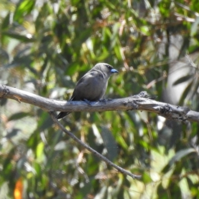 Artamus cyanopterus (Dusky Woodswallow) at Booth, ACT - 19 Feb 2019 by RodDeb