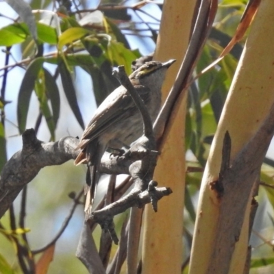 Caligavis chrysops (Yellow-faced Honeyeater) at Booth, ACT - 19 Feb 2019 by RodDeb