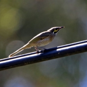 Caligavis chrysops at Booth, ACT - 19 Feb 2019