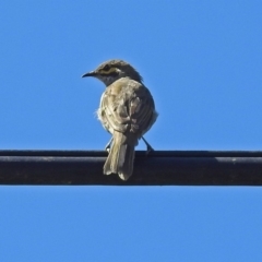 Caligavis chrysops at Booth, ACT - 19 Feb 2019