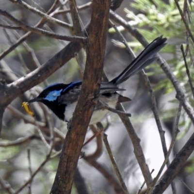 Malurus cyaneus (Superb Fairywren) at Rendezvous Creek, ACT - 19 Feb 2019 by RodDeb