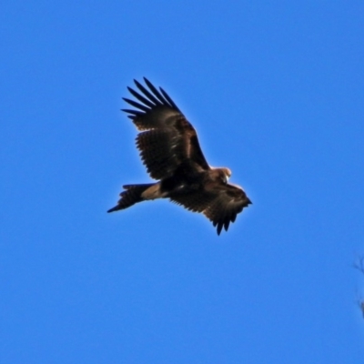 Aquila audax (Wedge-tailed Eagle) at Tennent, ACT - 19 Feb 2019 by RodDeb