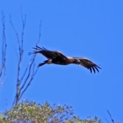 Aquila audax at Tennent, ACT - 19 Feb 2019 10:26 AM