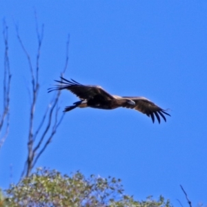 Aquila audax at Tennent, ACT - 19 Feb 2019 10:26 AM