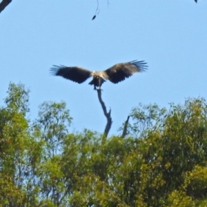 Aquila audax at Tennent, ACT - 19 Feb 2019 10:26 AM