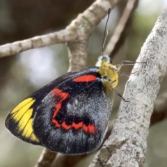 Delias nigrina (Black Jezebel) at Rosedale, NSW - 16 Feb 2019 by jb2602