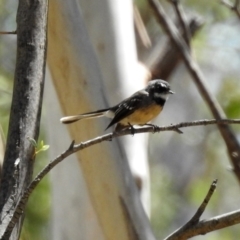 Rhipidura albiscapa (Grey Fantail) at Rendezvous Creek, ACT - 19 Feb 2019 by RodDeb