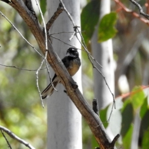 Rhipidura albiscapa at Rendezvous Creek, ACT - 19 Feb 2019 11:57 AM