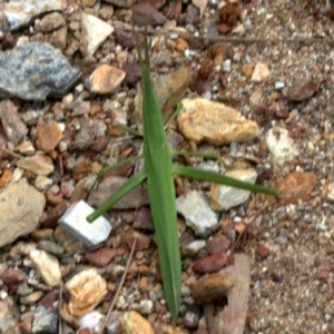 Acrida conica at Rosedale, NSW - 16 Feb 2019 02:48 PM
