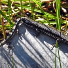 Eulamprus heatwolei (Yellow-bellied Water Skink) at Namadgi National Park - 19 Feb 2019 by RodDeb