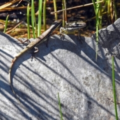 Eulamprus heatwolei at Rendezvous Creek, ACT - 19 Feb 2019