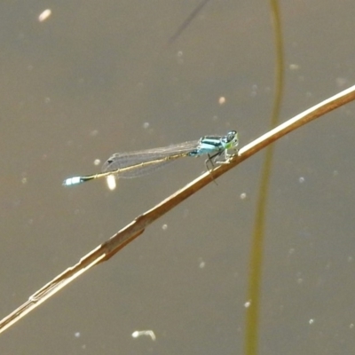 Ischnura heterosticta (Common Bluetail Damselfly) at Booth, ACT - 19 Feb 2019 by RodDeb