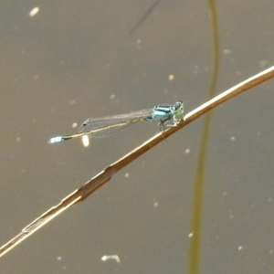 Ischnura heterosticta at Booth, ACT - 19 Feb 2019